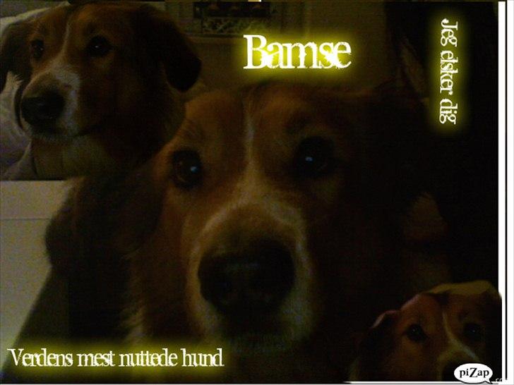 Blanding af racer Bamse  - Elsker det billede af ham:D og ja jeg ved godt der står tekst på men ja xD billede 17