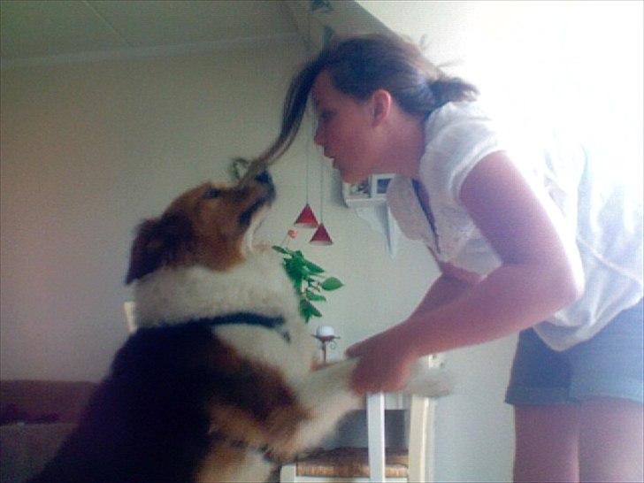 Blanding af racer Bamse  - Der ser vi vist begge lidt underlige ud ;D billede 16