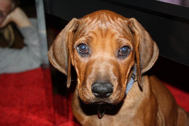 Rhodesian ridgeback Victor billede 1