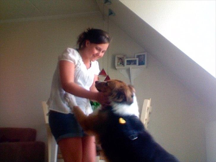 Blanding af racer Bamse  - ;D billede 15