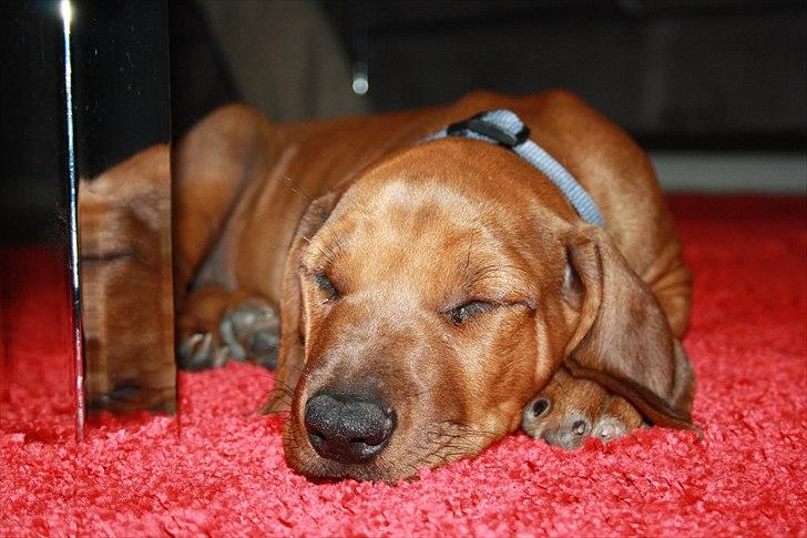 Rhodesian ridgeback Victor billede 2