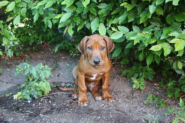 Rhodesian ridgeback Victor billede 3