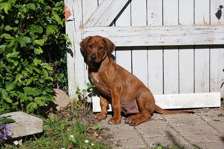 Rhodesian ridgeback Victor billede 4