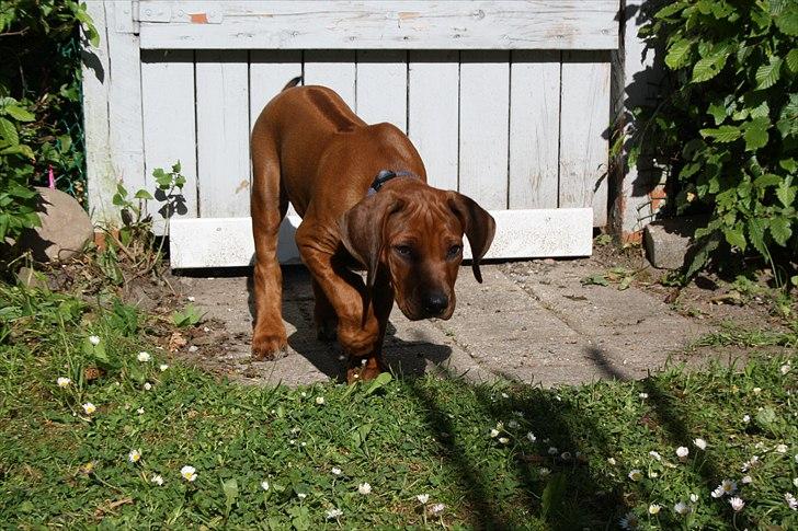 Rhodesian ridgeback Victor billede 5
