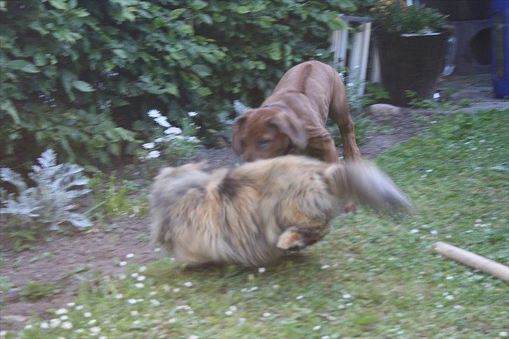 Rhodesian ridgeback Victor billede 6