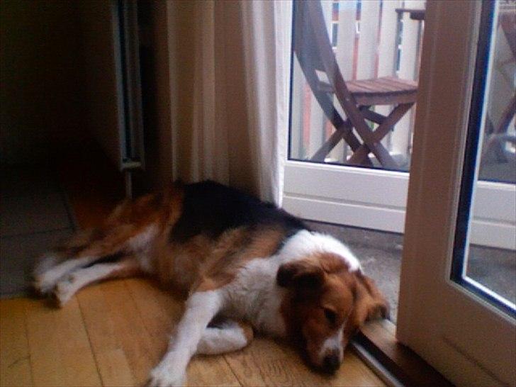 Blanding af racer Bamse  - Får man sig en lille lur ;) billede 7