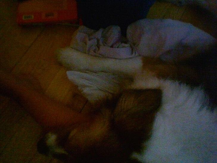 Blanding af racer Bamse  - Han ligger på min dyne og sover på mit ben ;) billede 11