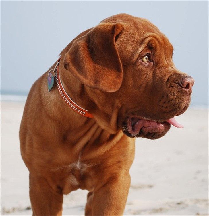 Dogue de bordeaux Estéphe's Golden Spirit Na'kia billede 2