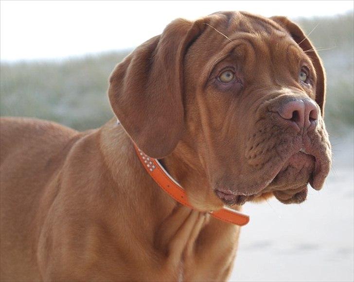 Dogue de bordeaux Estéphe's Golden Spirit Na'kia billede 3