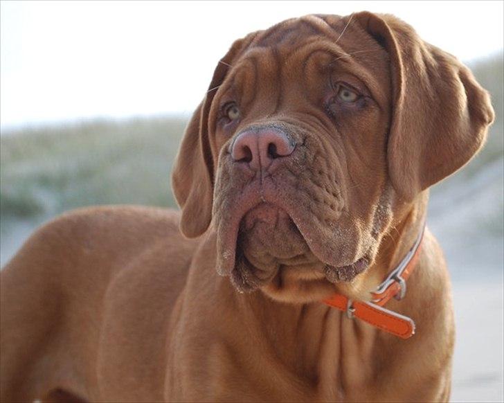 Dogue de bordeaux Estéphe's Golden Spirit Na'kia billede 4