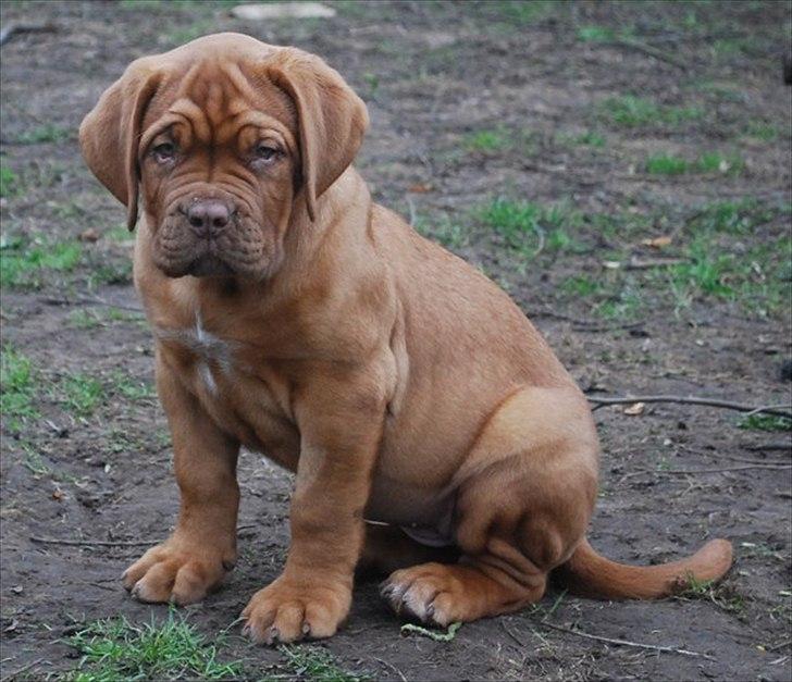 Dogue de bordeaux Estéphe's Golden Spirit Na'kia billede 14