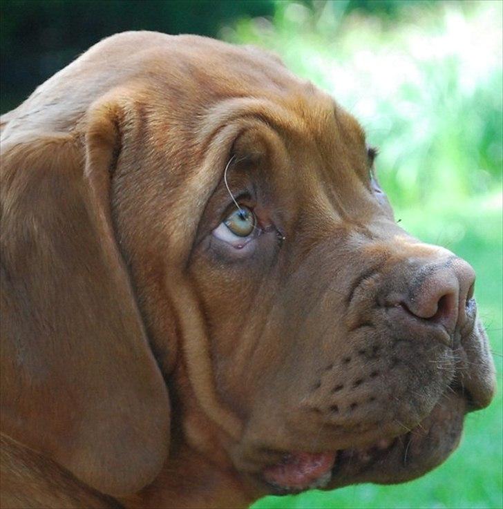 Dogue de bordeaux Estéphe's Golden Spirit Na'kia billede 7