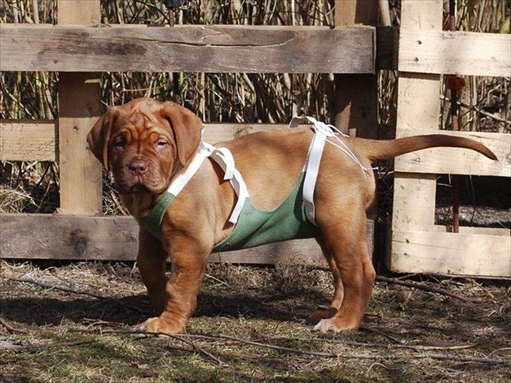 Dogue de bordeaux Estéphe's Golden Spirit Na'kia - Na'kia dagen efter hendes nyre operation. billede 17