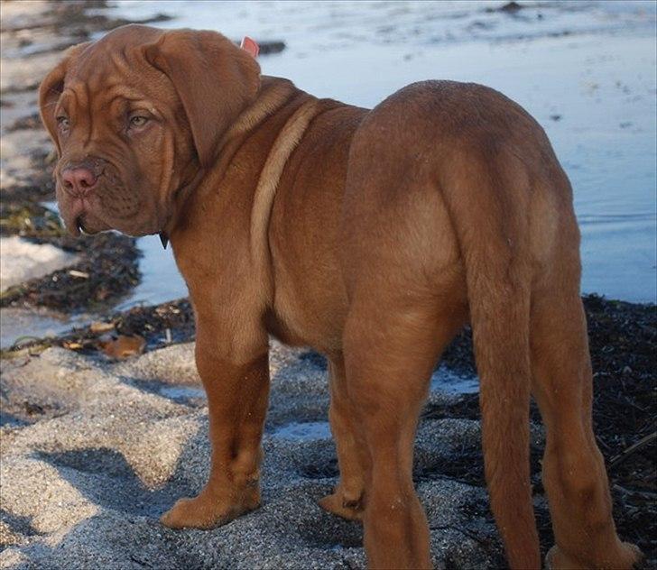 Dogue de bordeaux Estéphe's Golden Spirit Na'kia billede 12