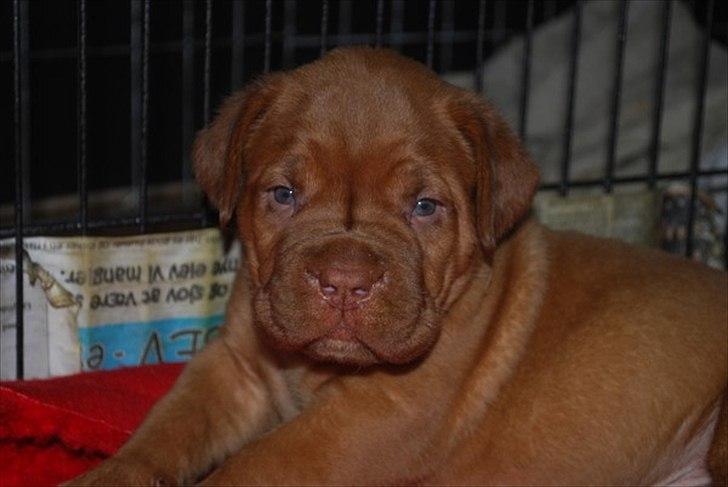 Dogue de bordeaux Estéphe's Golden Spirit Na'kia - Na'kia 5 uger <3 billede 18