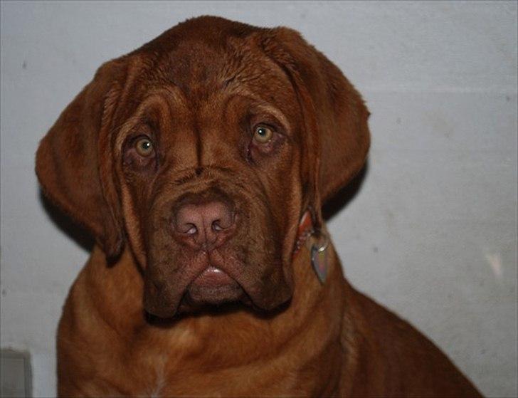 Dogue de bordeaux Estéphe's Golden Spirit Na'kia billede 16