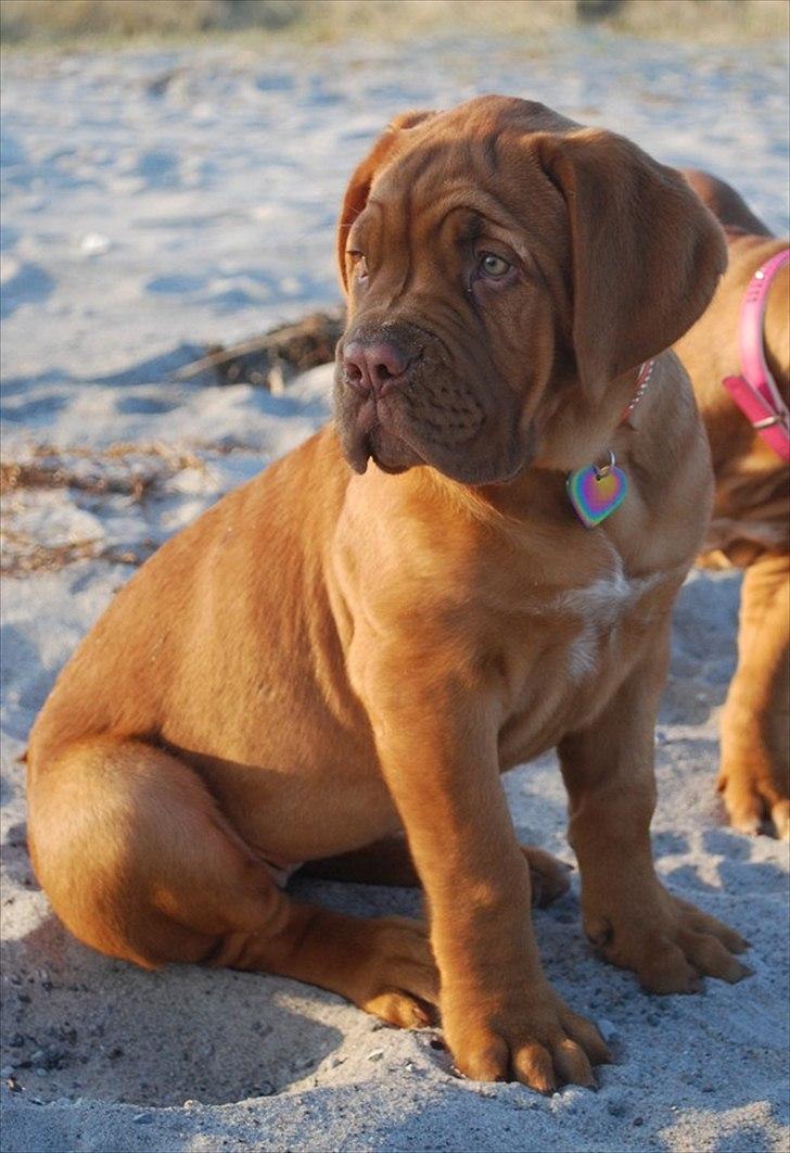 Dogue de bordeaux Estéphe's Golden Spirit Na'kia billede 10