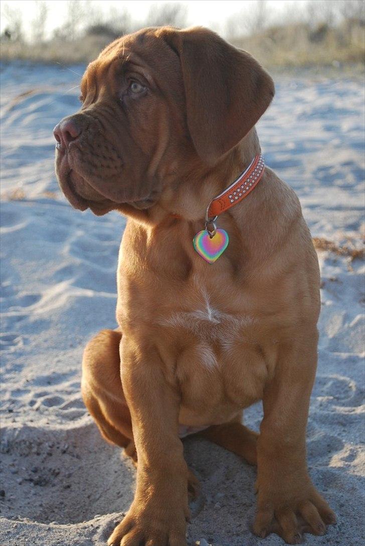 Dogue de bordeaux Estéphe's Golden Spirit Na'kia billede 11