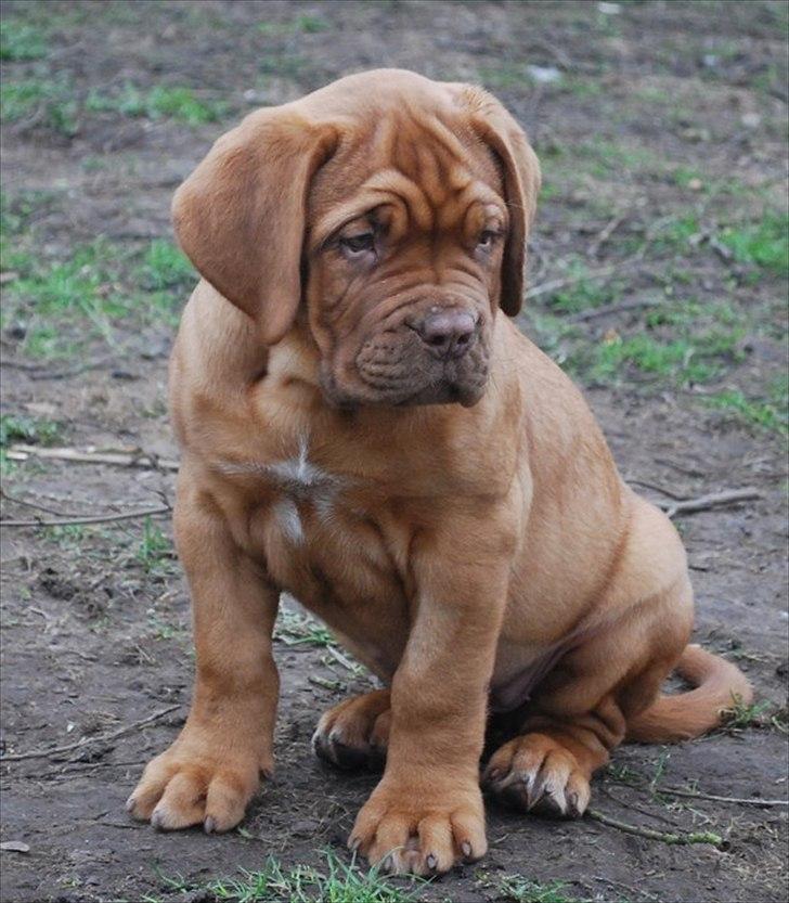 Dogue de bordeaux Estéphe's Golden Spirit Na'kia billede 15