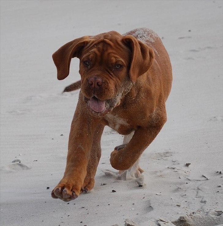 Dogue de bordeaux Estéphe's Golden Spirit Na'kia billede 6