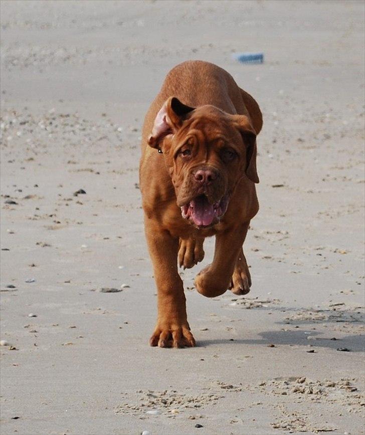 Dogue de bordeaux Estéphe's Golden Spirit Na'kia billede 5