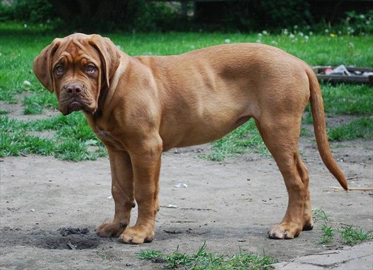 Dogue de bordeaux Estéphe's Golden Spirit Na'kia billede 8