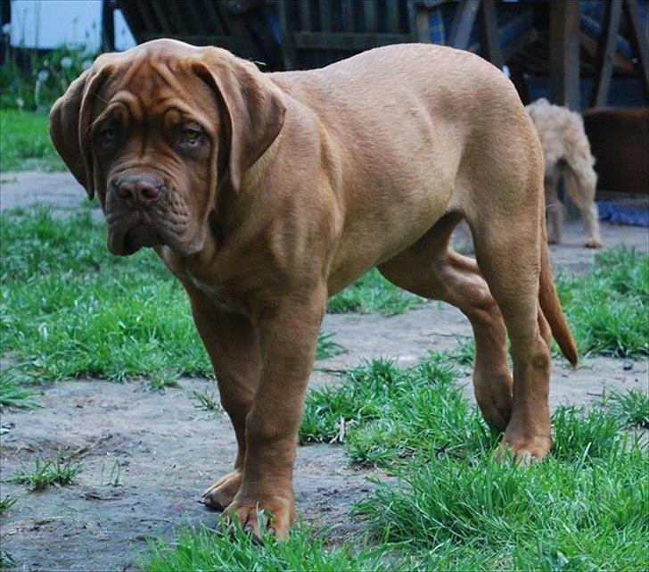 Dogue de bordeaux Estéphe's Golden Spirit Na'kia billede 9