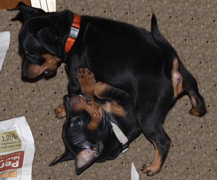 Dvaergpinscher Bevi Zakie billede 6