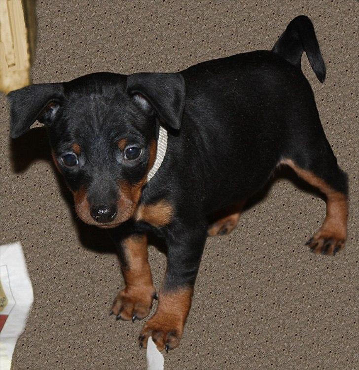 Dvaergpinscher Bevi Zakie billede 7