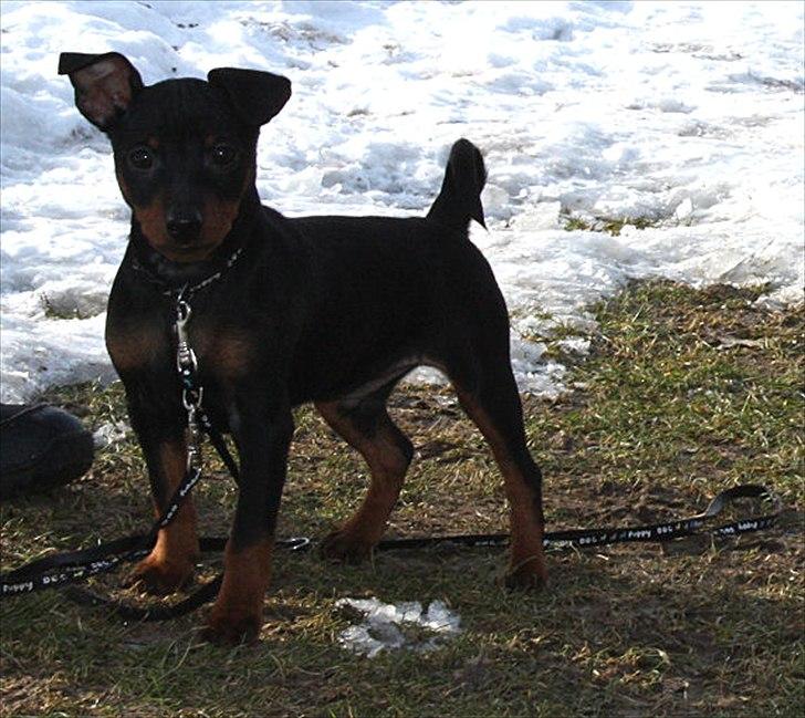 Dvaergpinscher Bevi Zakie billede 8