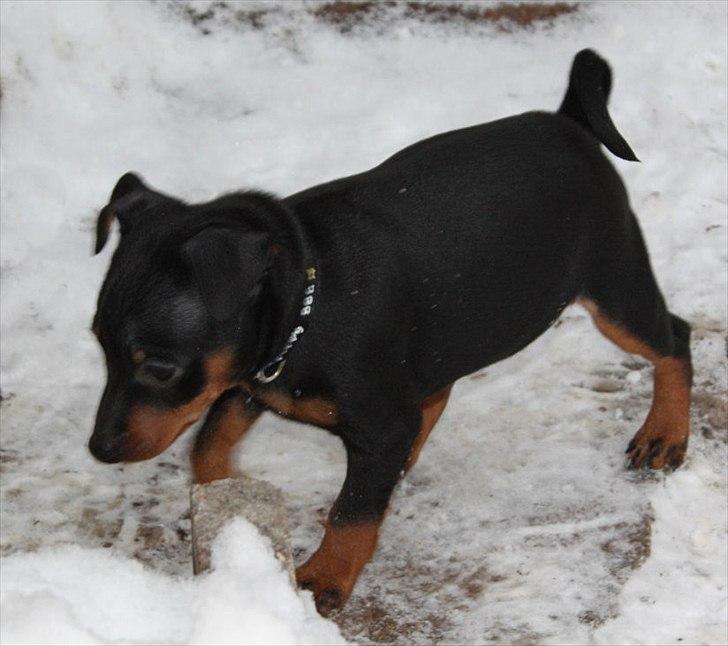Dvaergpinscher Bevi Zakie billede 9