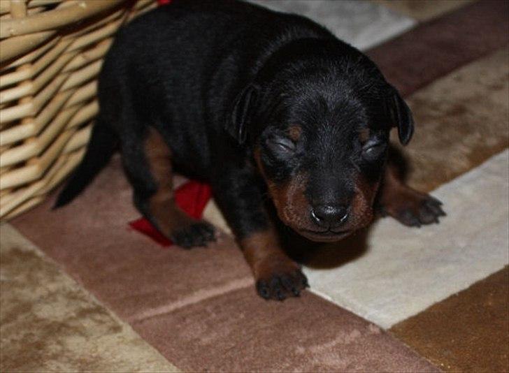 Dvaergpinscher Bevi Zakie billede 10