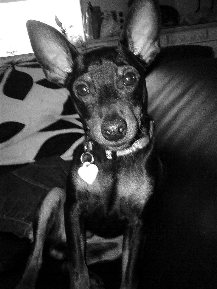 Dvaergpinscher Bevi Zakie billede 11