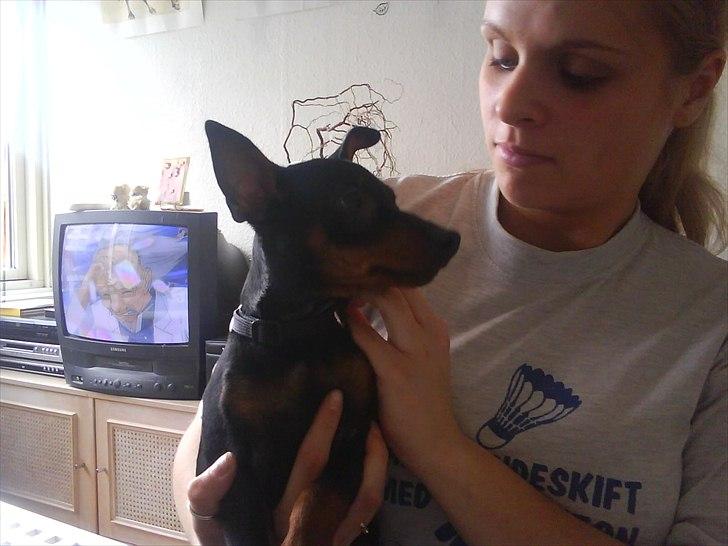 Dvaergpinscher Bevi Zakie billede 12