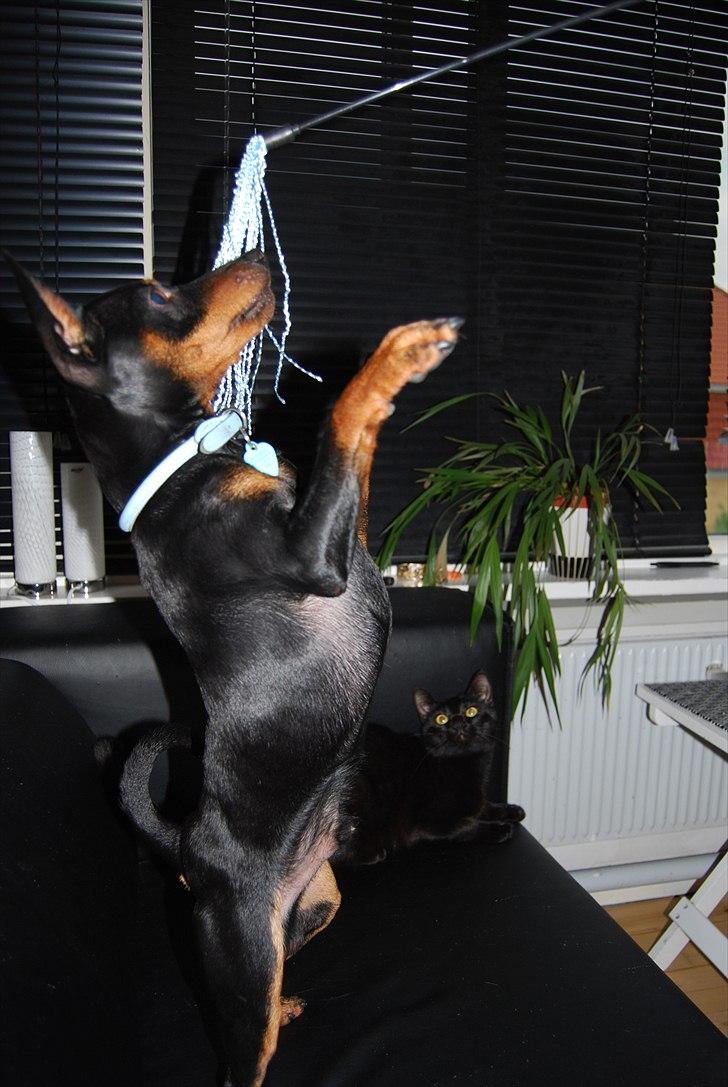 Dvaergpinscher Bevi Zakie billede 13