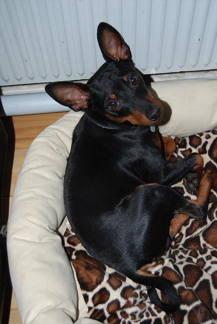 Dvaergpinscher Bevi Zakie billede 14