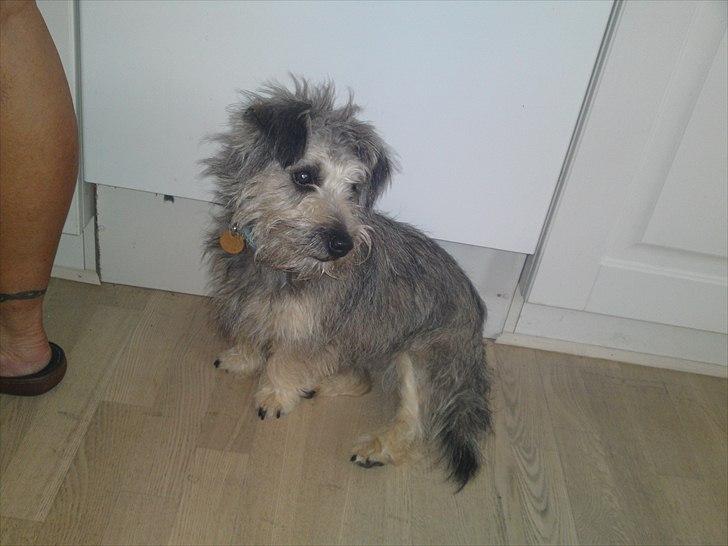 Blanding af racer Malli billede 7