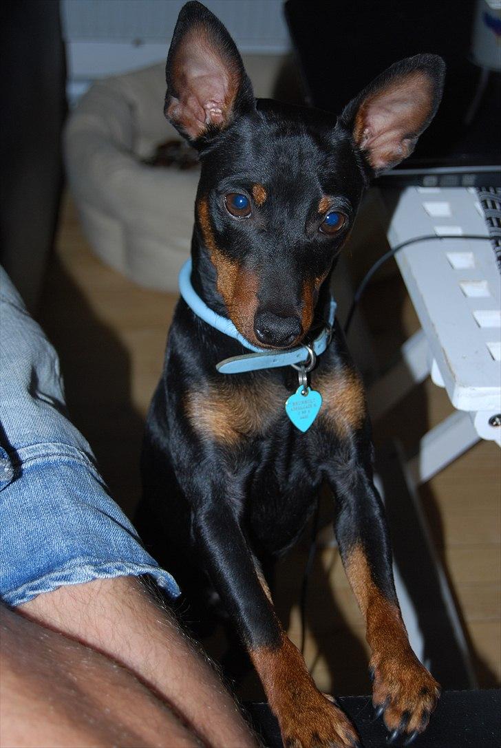 Dvaergpinscher Bevi Zakie billede 15