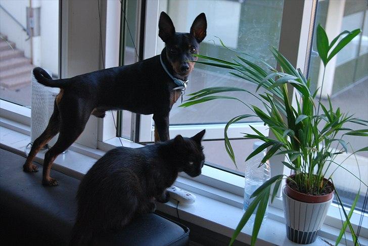 Dvaergpinscher Bevi Zakie - zakie og misse mig  billede 16