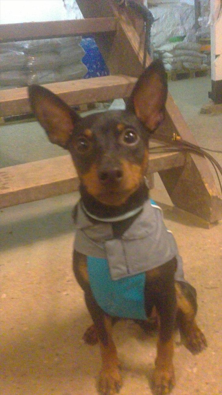 Dvaergpinscher Bevi Zakie - zakie med regnfrakke på ;) og nej, jeg pakker ikke min hund ind hele tiden, kun når behovet er der, og det er det, når det pisser ned, til hundetræning. ;) billede 17