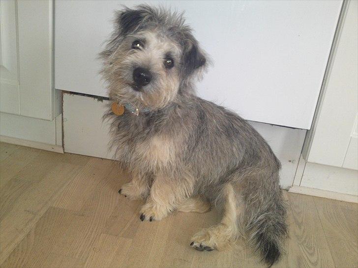 Blanding af racer Malli billede 14