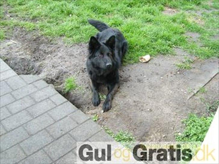 Blanding af racer Nigi billede 1