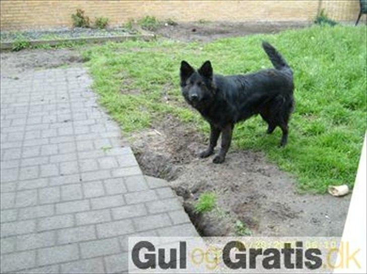 Blanding af racer Nigi billede 2