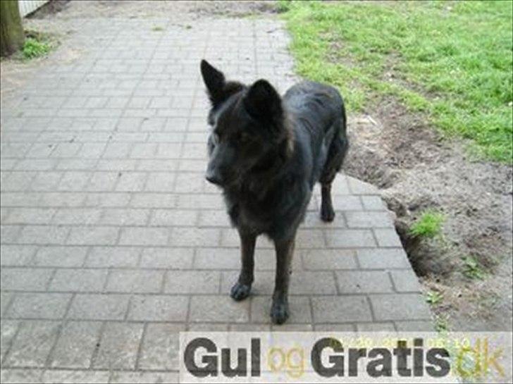 Blanding af racer Nigi billede 5