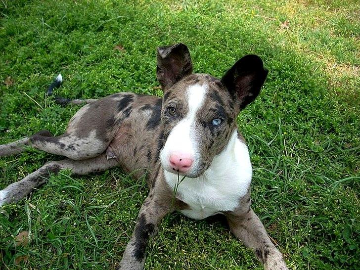 Blanding af racer > Houla Dane ] Zano billede 1