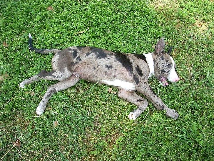 Blanding af racer > Houla Dane ] Zano - Og æder græsset. billede 3