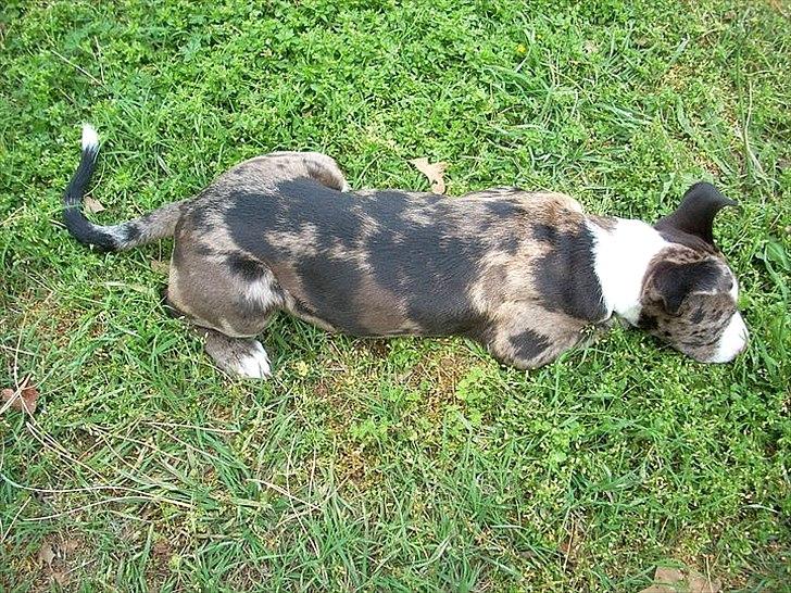 Blanding af racer > Houla Dane ] Zano billede 4