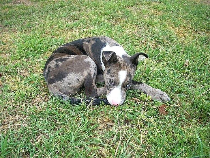 Blanding af racer > Houla Dane ] Zano - Zano bider i sin egen hale. billede 2