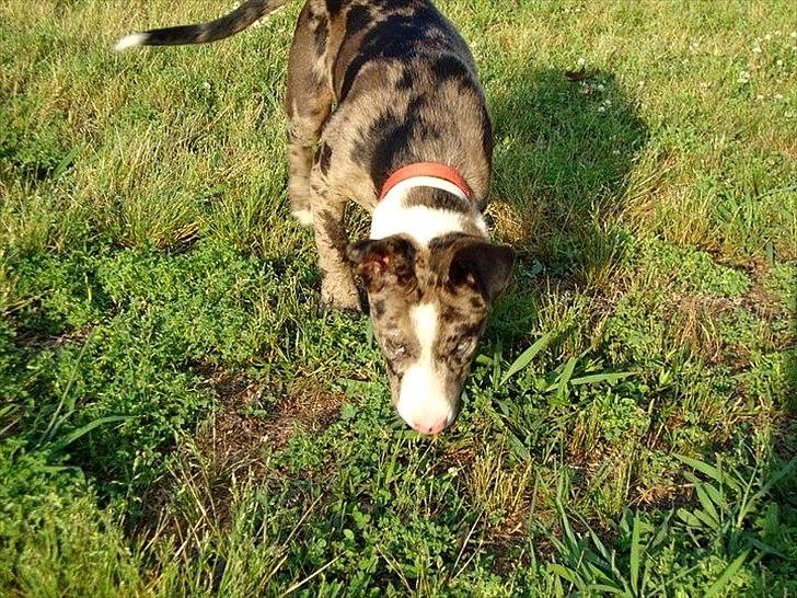 Blanding af racer > Houla Dane ] Zano billede 5