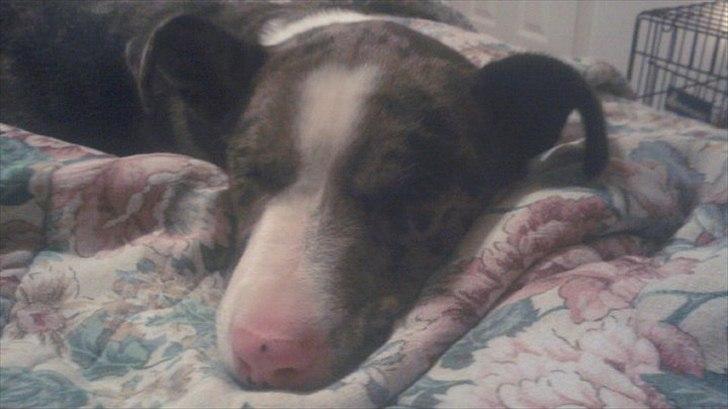 Blanding af racer > Houla Dane ] Zano billede 6